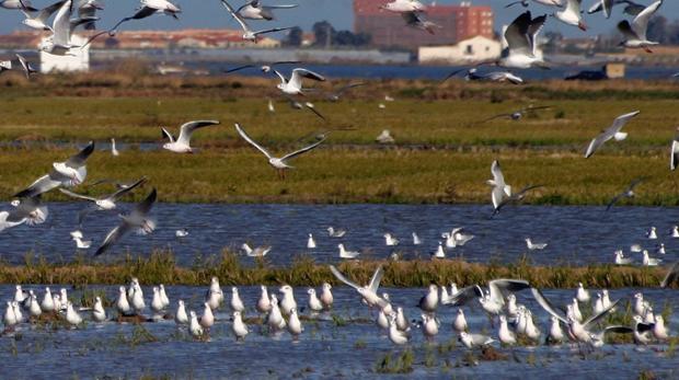 Finaliza el brote de botulismo en La Albufera con 659 aves muertas
