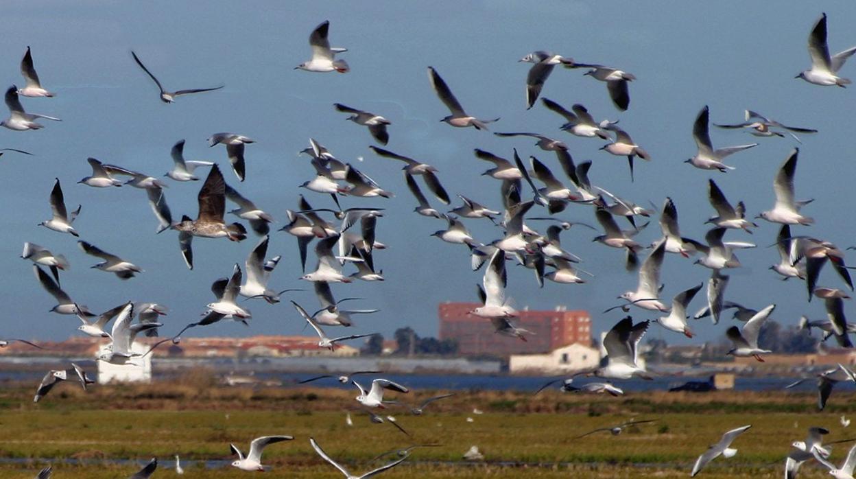 Imagen de archivo de varias aves en La Albufera de Valencia