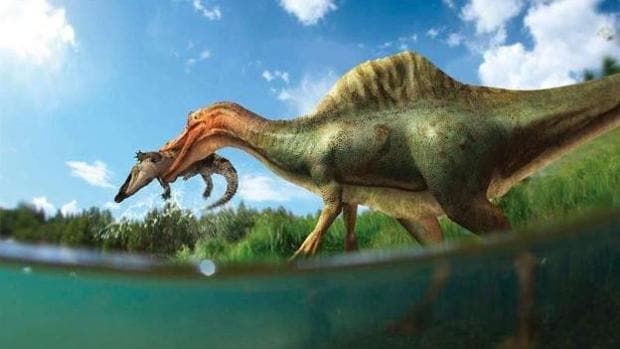 Identifican el primer dinosaurio espinosaurio de la Península Ibérica en Castellón