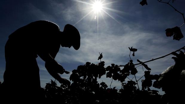 Los agricultores se lanzan a la calle para protestar por los precios «de ruina» de la uva para vino y cava