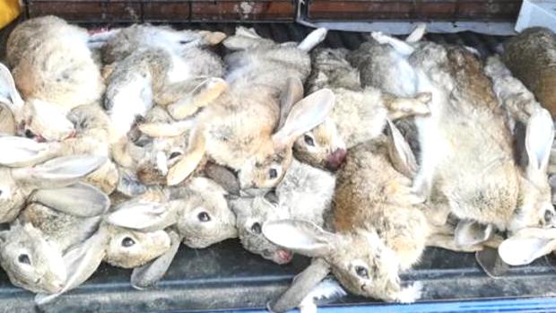 Plaga de conejos: así son las desorbitadas cifras que se dan en las zonas más afectadas de Aragón