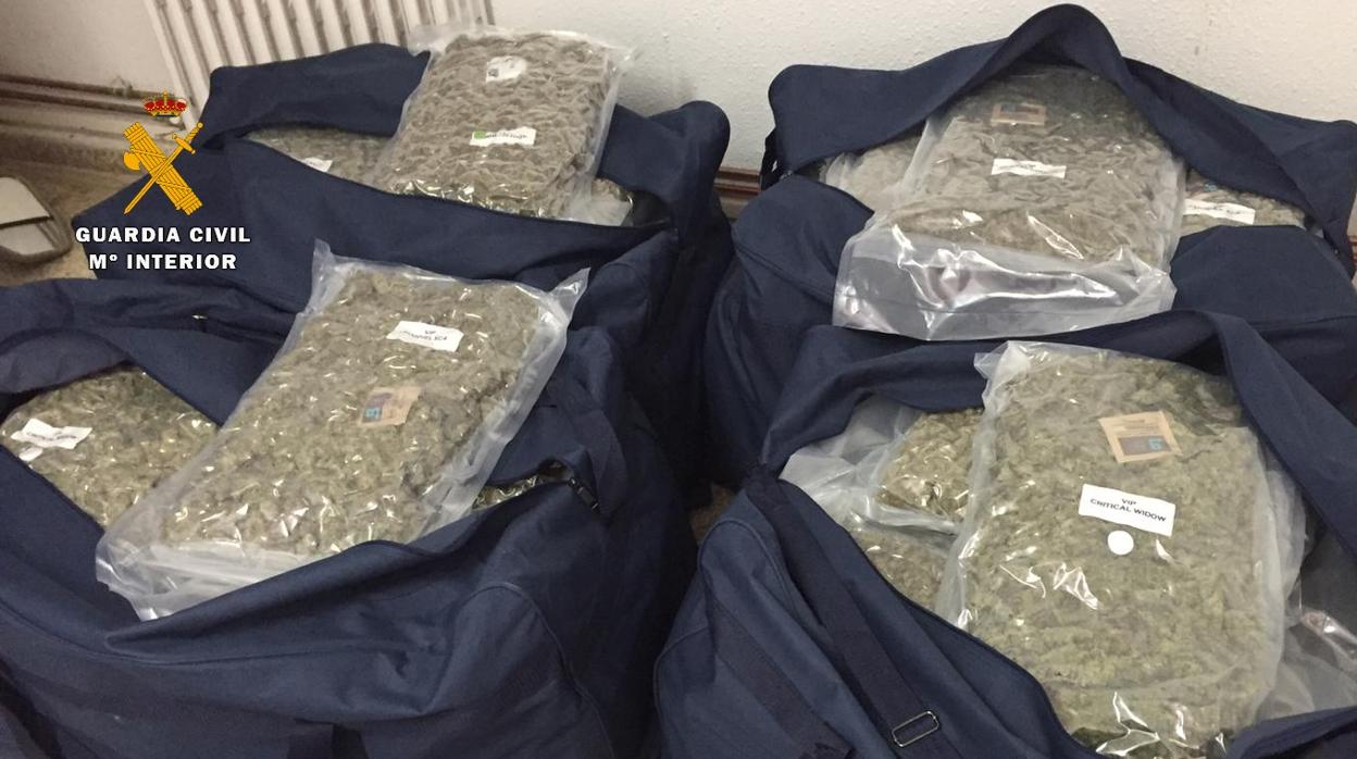 Bolsas cargadas con marihuana empaquetada