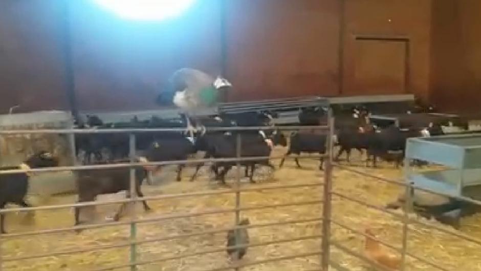 Hontanar, donde las cabras conviven con los pavos reales