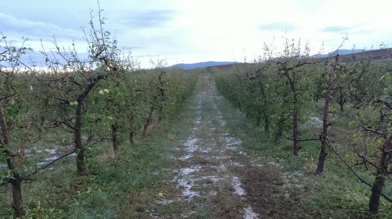 Uno de los campos afectados por la fuerte granizada