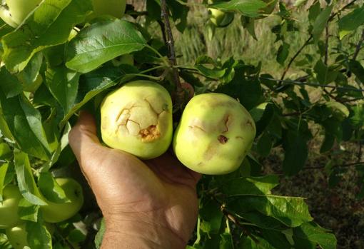 Manzanas machacadas por el granizo en el término municipal de Moros (Zaragoza)