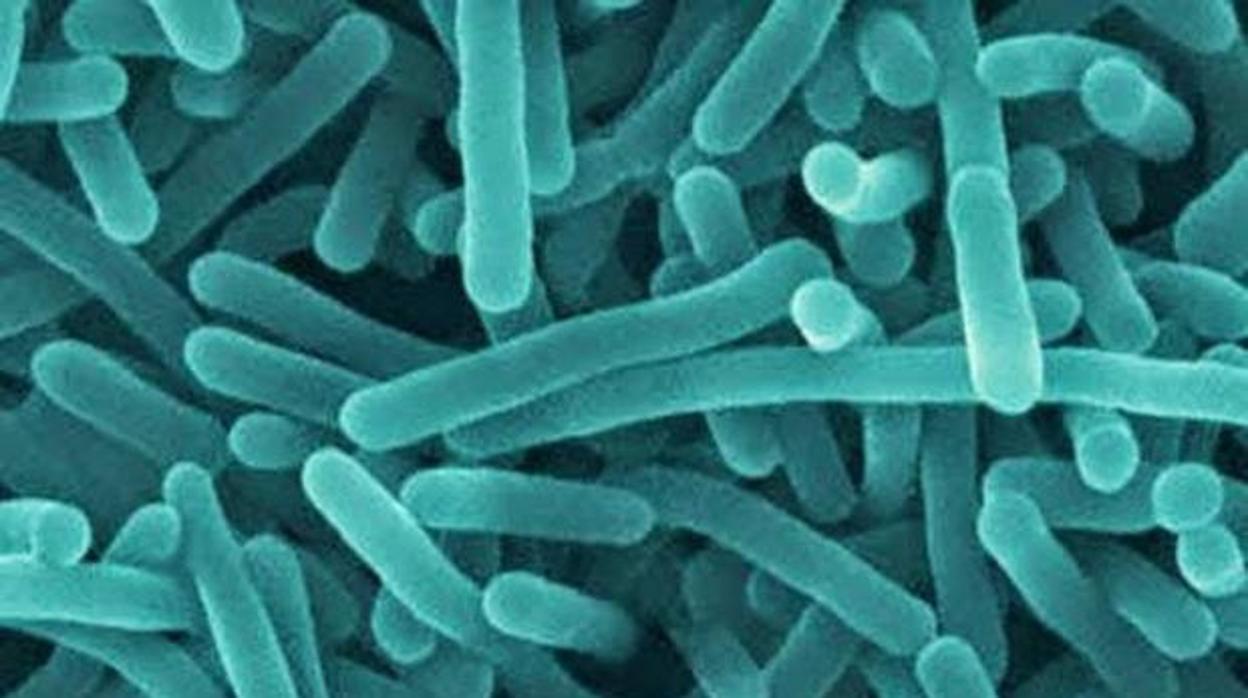 Bacteria de la listeriosis