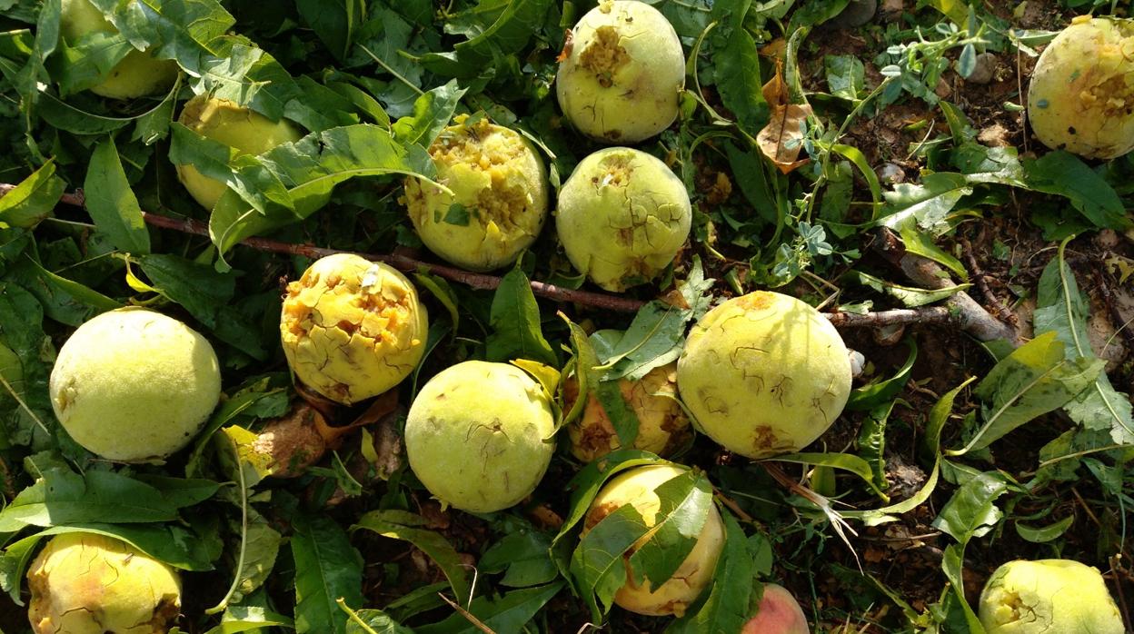 Manzanas machacadas por el pedrisco en un campo del valle del Manubles