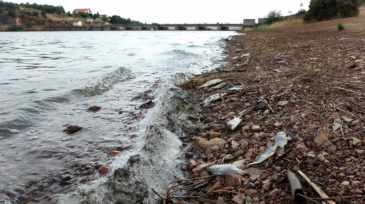 Peces muertos en el pantano del Vicario en años anteriores