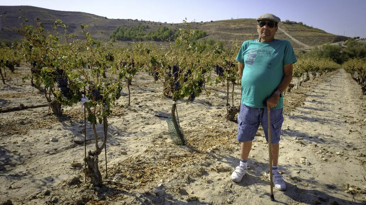 La tormenta de Arganda del Rey arrasó hasta un 90% de los cultivos de vid y  olivo: «Esto es un desastre»