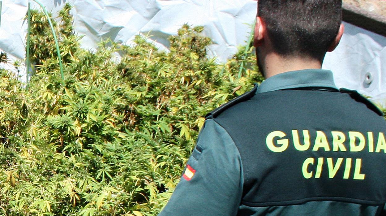 Guardia Civil incauta marihuana, en una imagen de archivo