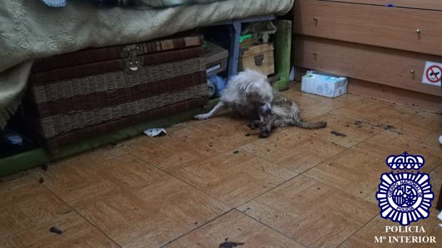 Detenida una vecina de Huesca de 55 años por maltratar a su perro