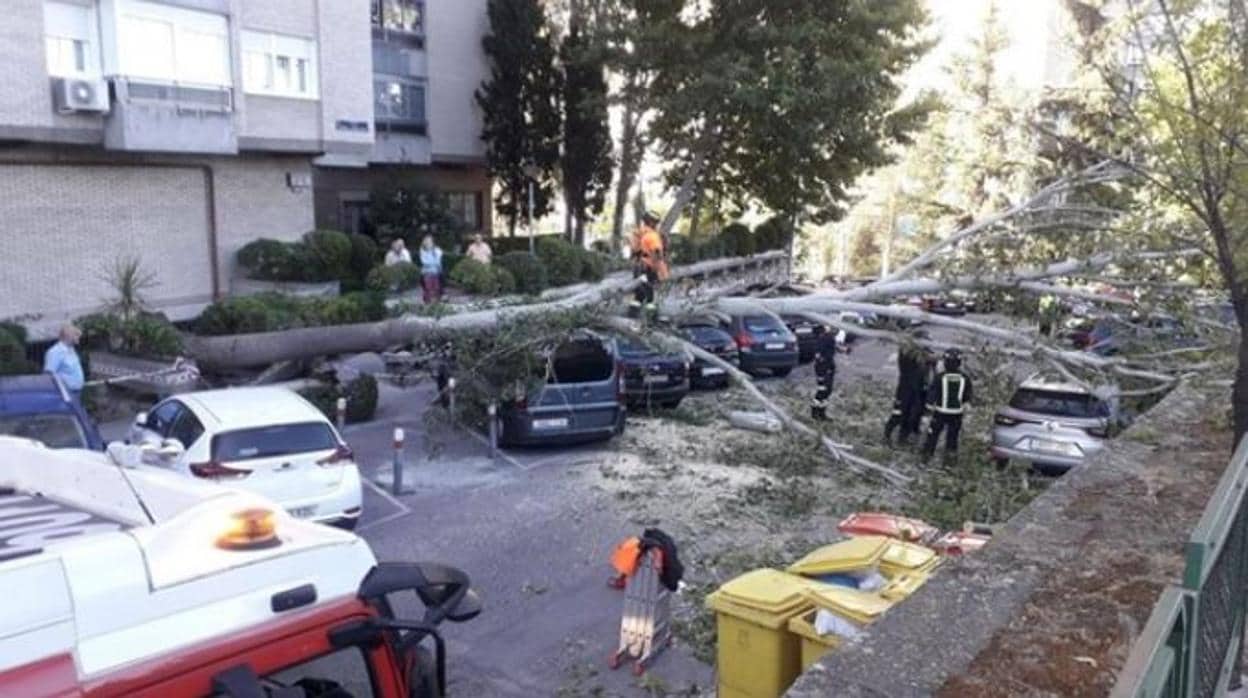 Un gran árbol cae encima de varios vehículos en la calle Herrera Oria, 167