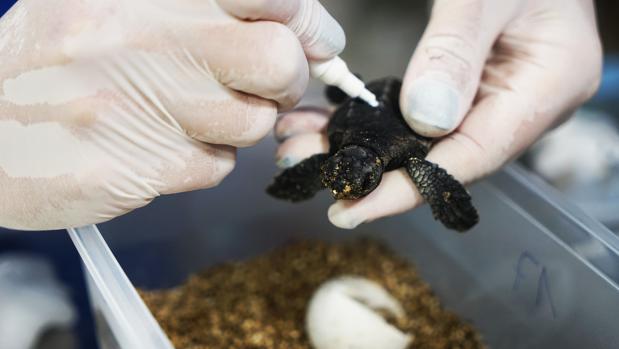 Nacen en el Oceanogràfic nueve tortugas del nido que apareció en una playa de Castellón