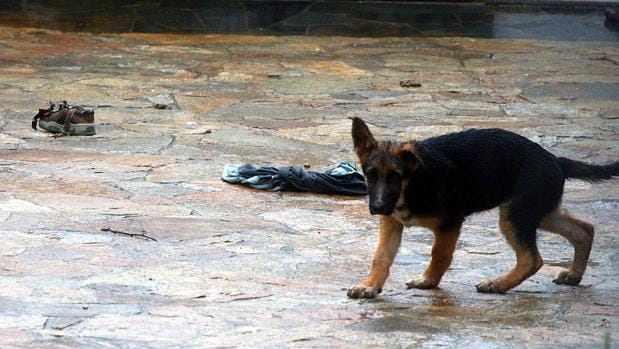 Grave una bebé de 21 meses tras el ataque de un perro en La Coruña