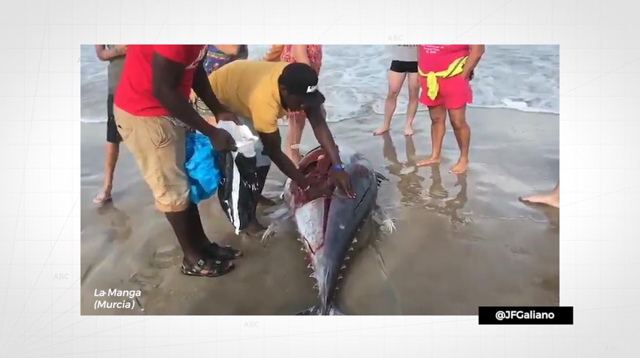 Encuentran un atún varado en La Manga y se lo llevan en filetes