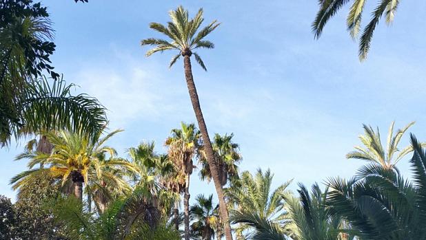 La DANA tumba en Elche una de las palmeras más altas de europa de 200 años de antigüedad