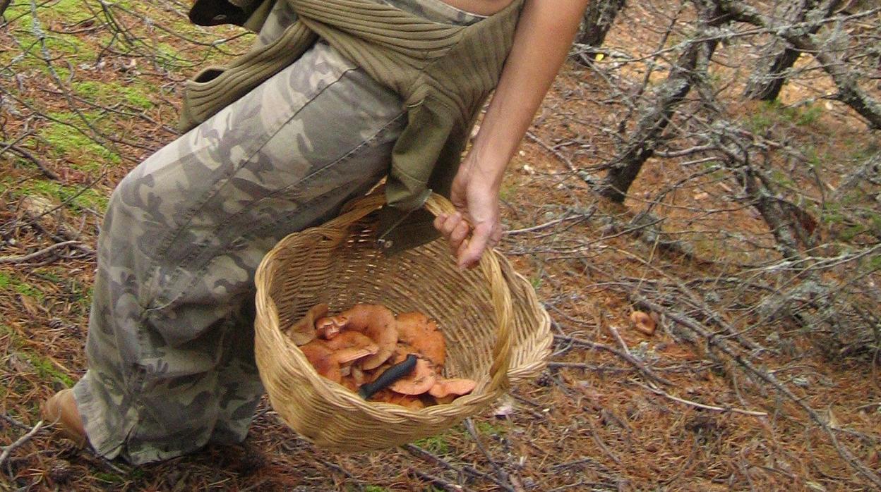 La campaña de setas echa a andar con el otoño