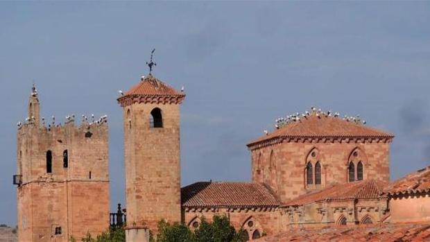 Decenas de cigüeñas hacen escala en la catedral de Sigüenza