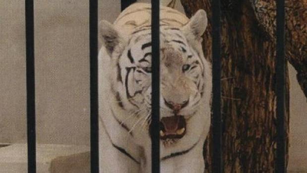 Uno de los últimos 20 tigres albinos del mundo, mascota junto a la piscina de un chalé en Alicante