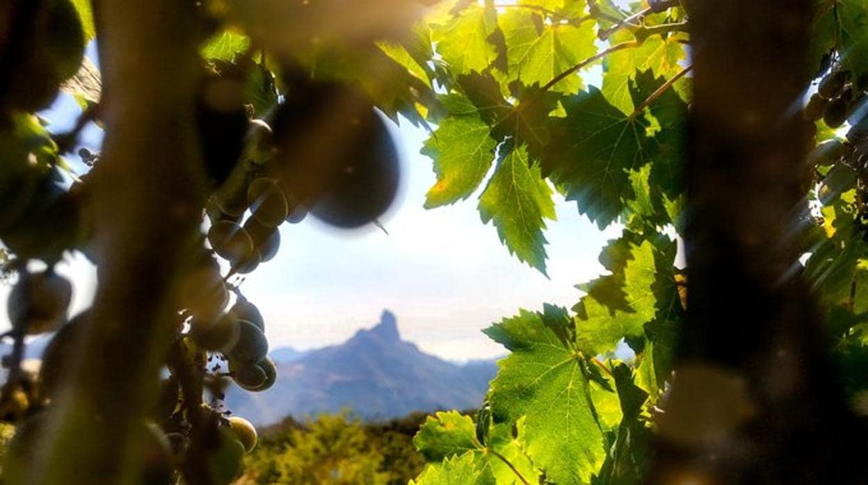 Canarias reconoce sus mejores vinos para entrar en otoño