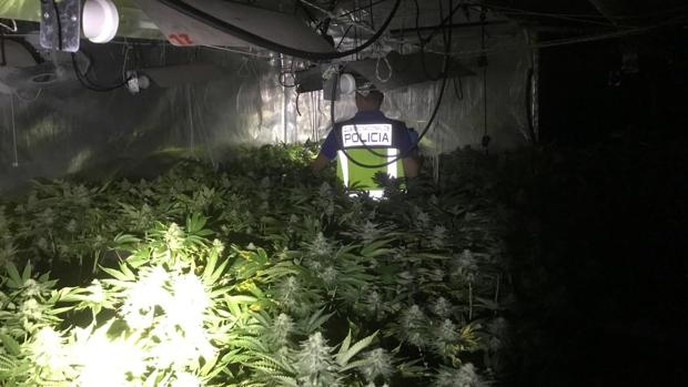 Detenido un matrimonio que cultivaba 290 plantas de marihuana en Gandia