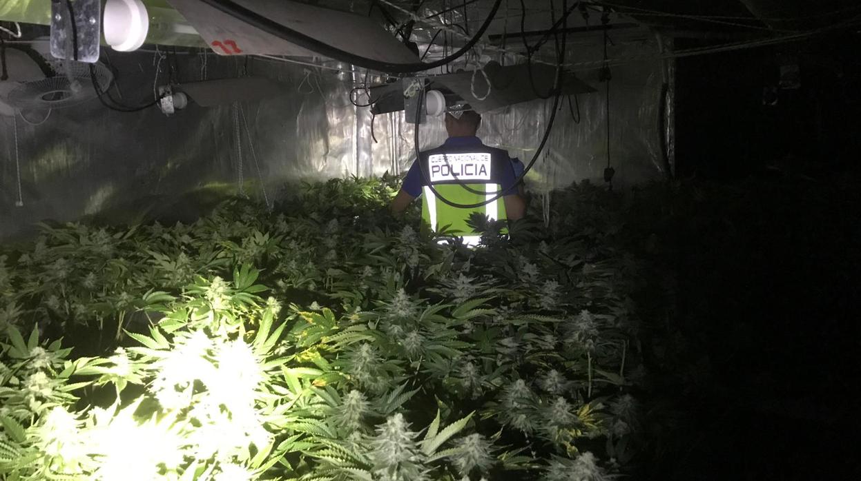 Imagen de las plantas encontradas por la Policía