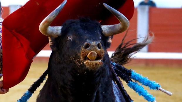 Un toro hiere a tres personas tras escaparse de la plaza de Algemesí