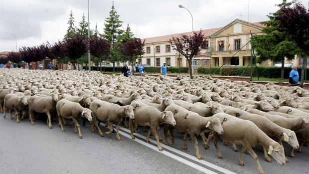 A juicio por explotar a un inmigrante con jornadas de 18 horas diarias y hacerle dormir con las ovejas