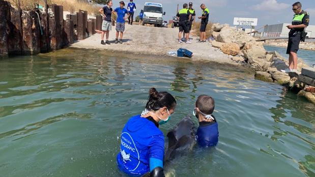 El enemigo más letal de los delfines mata a siete ejemplares en Sicilia y llega a Valencia