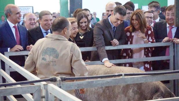 Los ganaderos extremeños, indignados con Pedro Sánchez por confundir el jamón ibérico con el serrano