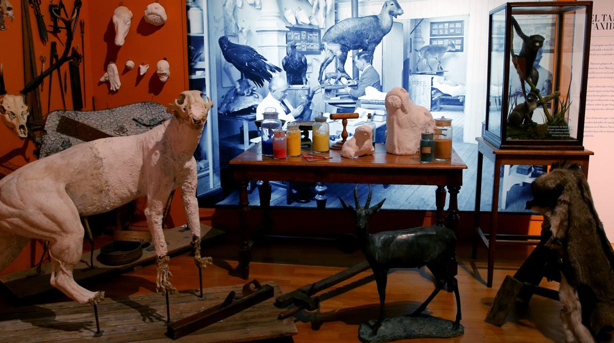 Interior de la exposición de taxidermia que rinde homenaje a los hermanos Benedito