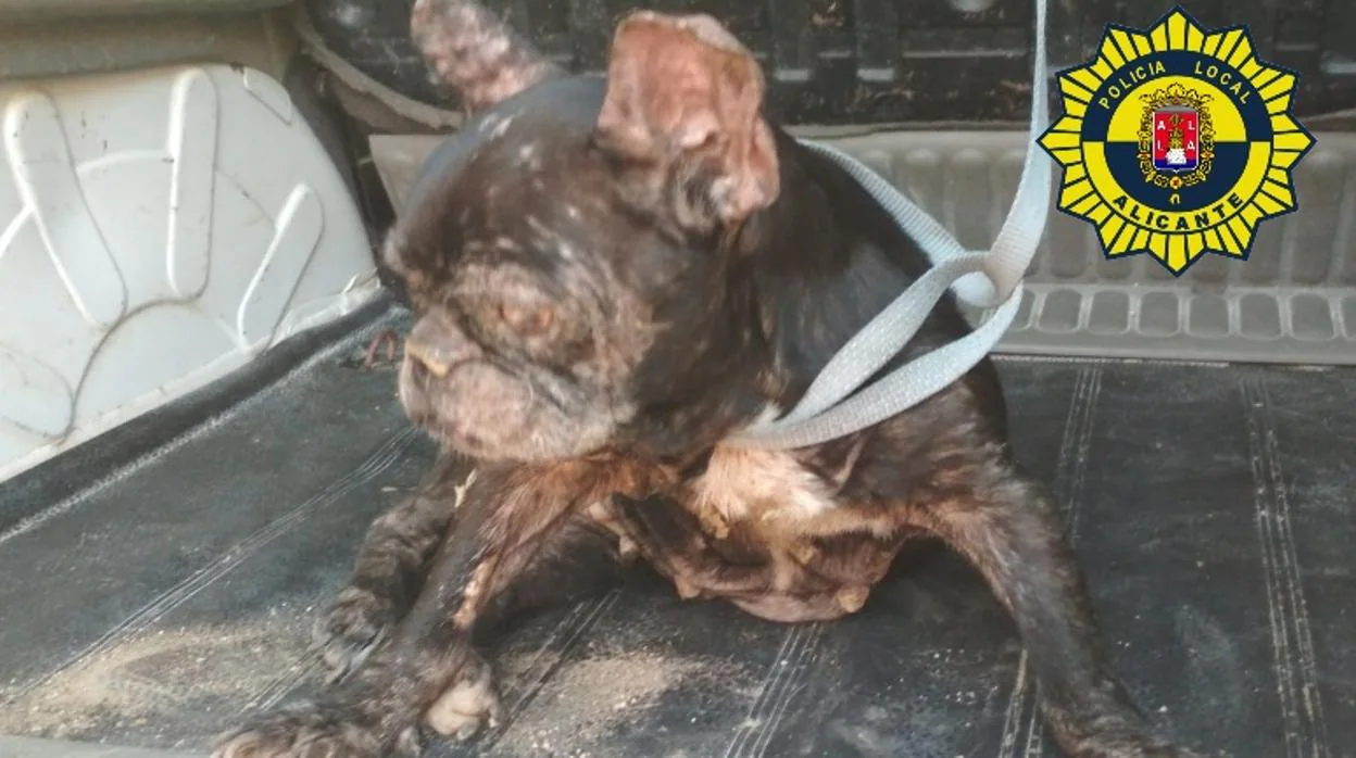 Imagen del perro rescatado por la Policía Local de Alicante