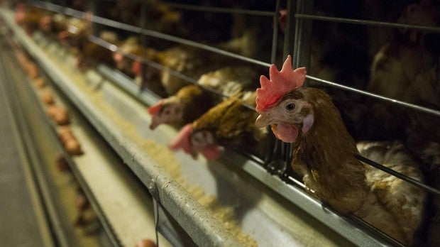 Condenado a 15 meses de cárcel por dejar morir de hambre a casi 3.000 gallinas