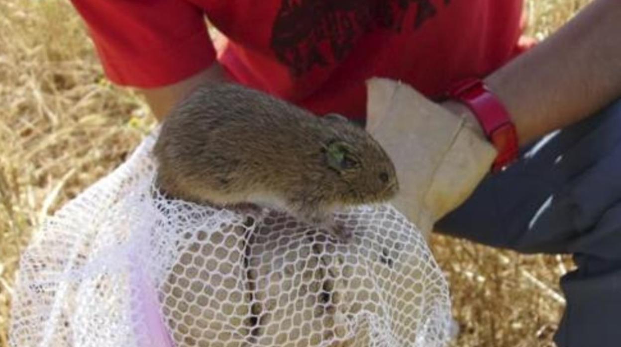 El brote de tularemia en Castilla y León está relacionado con la plaga de topillos