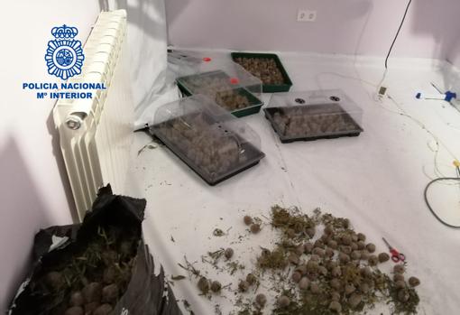 Cogollos de marihuana envasados para su distribución