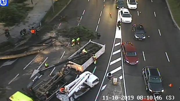 La caída de un gran árbol provoca un corte en el paseo de la Castellana en hora punta
