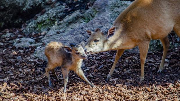 Así es la única cría española de duiker rojo de Natal, una especie en grave peligro de extinción