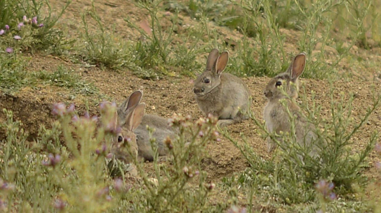 Conejos moviéndose plácidamente a campo abierto, cerca de una carretera