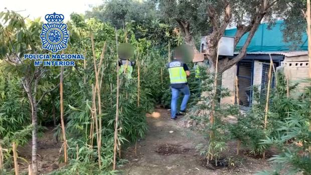 Descubren una plantación de marihuana que traspasó la valla de un colegio