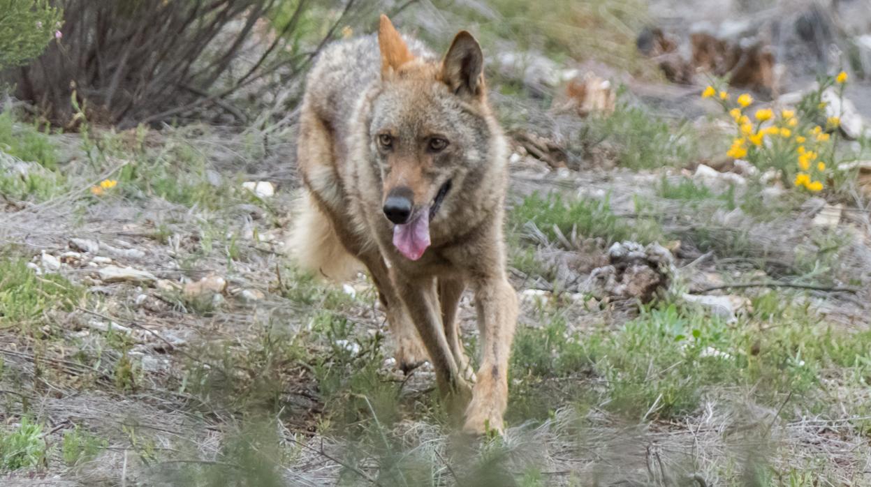 La justicia europea abre la opción de cazar lobos al sur del Duero de forma limitada