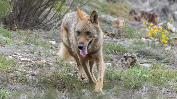 La justicia europea abre la opción de cazar lobos al sur del Duero de forma limitada