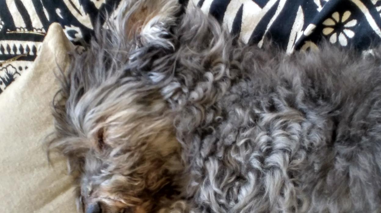 El secreto de Scotty, el perro más longevo de España, para llegar a los 24 años de vida
