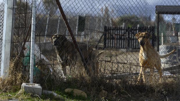 El dueño de los perros que mataron a un hombre en Salamanca admite que los convirtió en «asesinos»