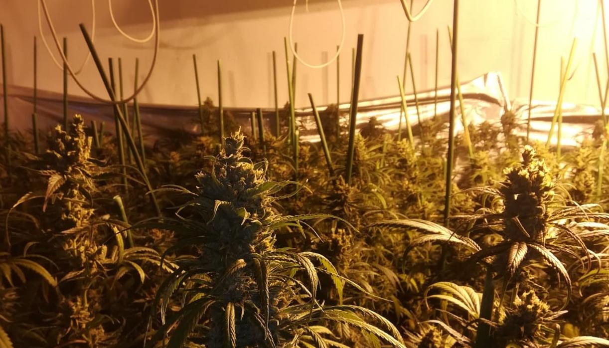 Plantas intervenidas en una vivienda del casco urbano de Bargas