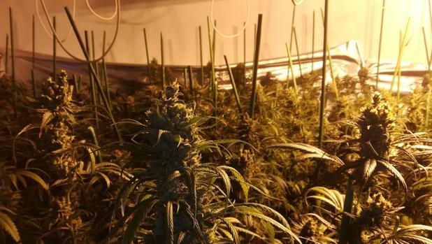 Cuatro detenidos tras desmantelar un laboratorio clandestino de marihuana en Bargas