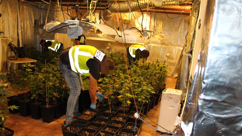 Vídeo: la Policía descubre una «selva» de 623 plantas de marihuana en el garaje de una casa