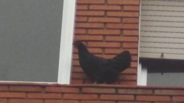 Una gallina se pasea por la fachada del tercer piso de un edificio en Valladolid