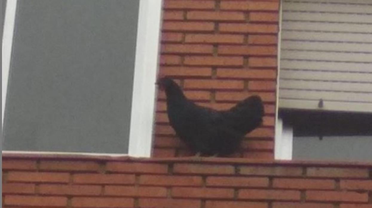 La gallina rescatada por la Policía de Valladolid caminando por la fachada de un edificio