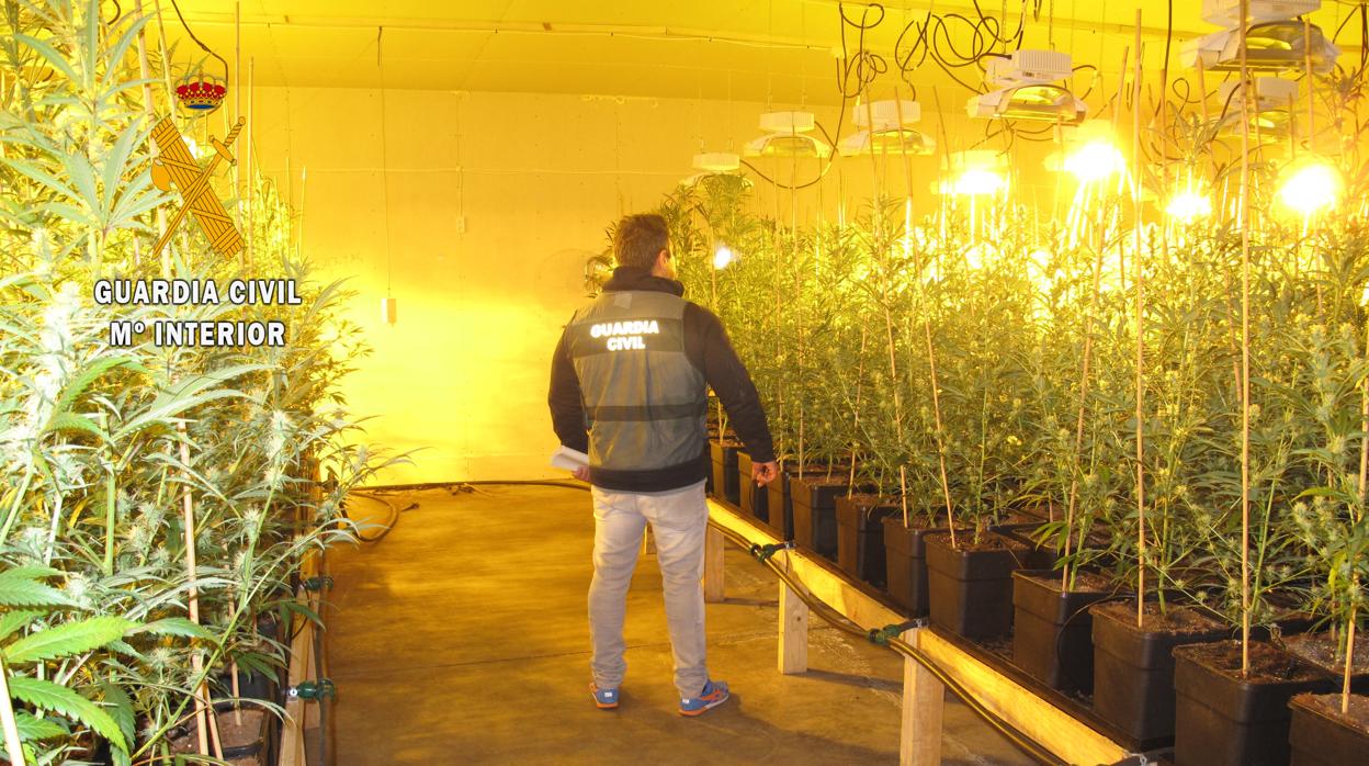 Las plantas de marihuana incautadas en Menasalbas