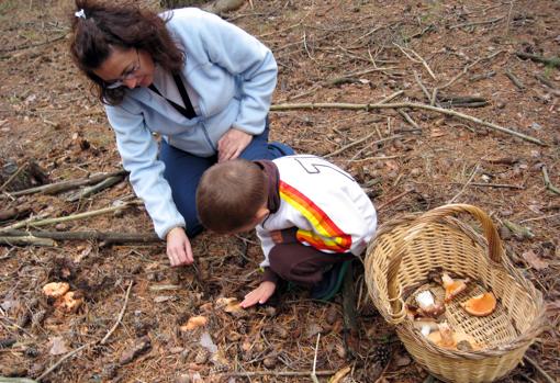 Recogida de níscalos y boletus en la Sierra de Gredos